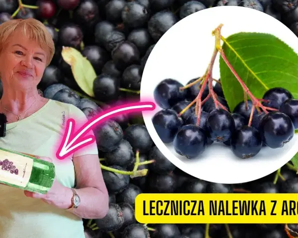 Nalewka z aronii: na co pomaga? Właściwości i dawkowanie