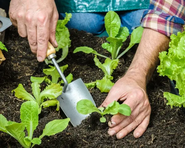 Hands planting young romaine lettuce seedlings in dark soil. This is the perfect time to plant romaine lettuce for a fresh harvest.