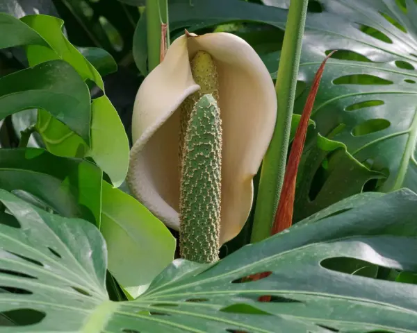 Kwiatostan monstery, otoczony liśćmi, pokazuje, czy monstera kwitnie. Zielony, kolczasty słup otoczony kremową pochwą.