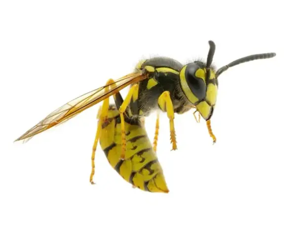 Una avispa chaqueta amarilla, con sus alas transparentes y cuerpo a rayas, se cierne en el aire.