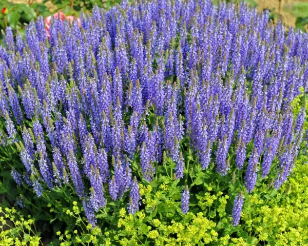 Ein üppiger **Steppen Salbei** blüht in leuchtendem Lila neben gelben Blüten.