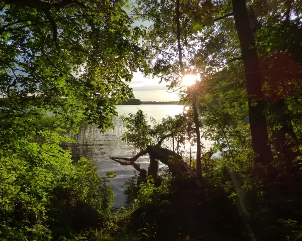 Sonnenstrahlen brechen durch das Blätterdach und beleuchten das ruhige Jezioro Mamry. Ein umgestürzter Baum ragt ins Wasser.
