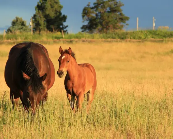 Une jument brune et son poulain roux profitent de la chaleur estivale dans un pré doré.