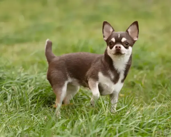 Mały, brązowo-biały piesek rasy chihuahua stoi na zielonej trawie, gotowy do zabawy.