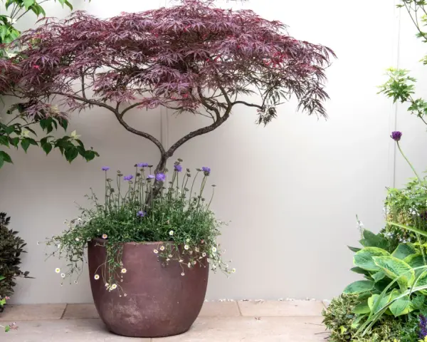 A striking Japanese maple in a pot, surrounded by lush greenery and delicate purple and white flowers, creates a serene garden scene.