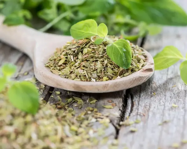 Getrockneter Oregano auf einem Holzlöffel, bereit zum Würzen. Frische Blätter daneben zeigen, wie man Oregano trocknen kann.