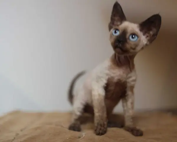 Gdzie znaleźć koty Devon Rex w Zachodniopomorskim - ceny i hodowle