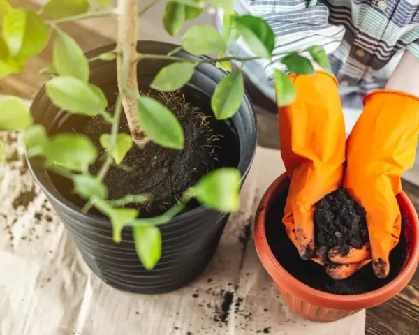 Ręce w pomarańczowych rękawiczkach dodają ziemi do doniczki. To pierwszy krok, by dowiedzieć się, jak zakwasić ziemię dla rośliny.