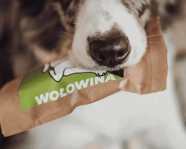 Sucha karma dla szczeniaka od kiedy - unikaj błędów w żywieniu