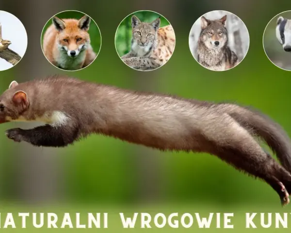Skacząca kuna, a nad nią w okręgach: jastrząb, lis, ryś, wilk i borsuk – jej naturalni wrogowie.