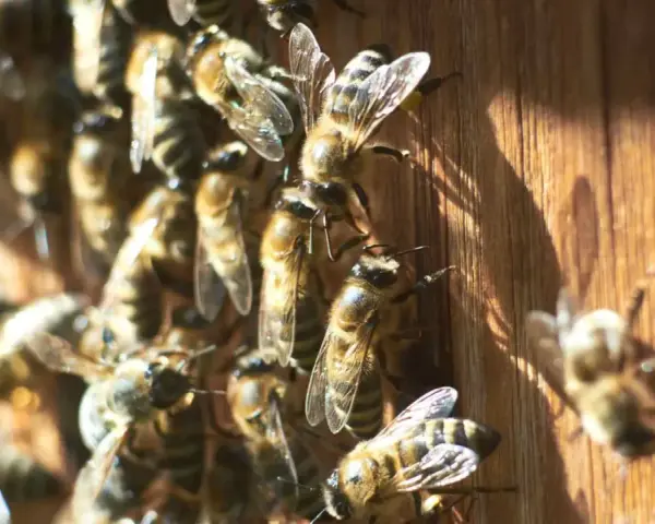 Abejas en madera. Aprende cómo evitar que las abejas hagan nido en tu hogar.