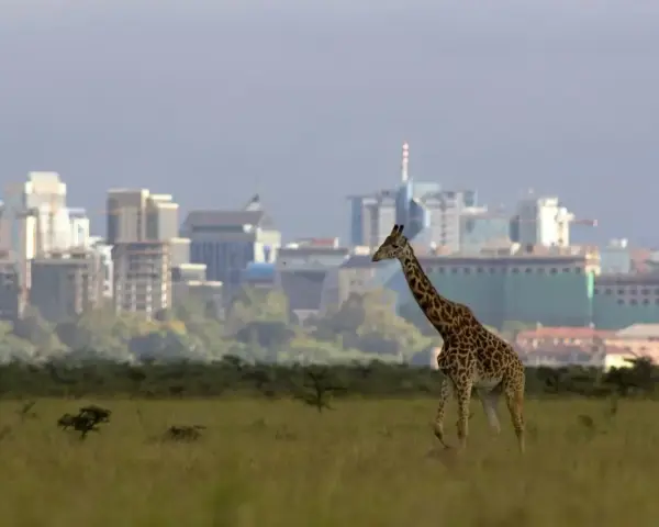 Żyrafa przemierza sawannę na tle nowoczesnej panoramy Nairobi, stolicy Kenii.