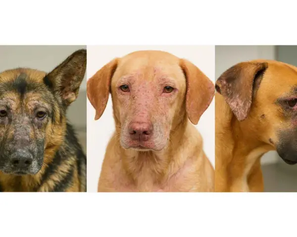 Tres perros con leishmaniasis en orejas y cara. Un pastor alemán, un perro color arena y un bóxer muestran lesiones cutáneas.