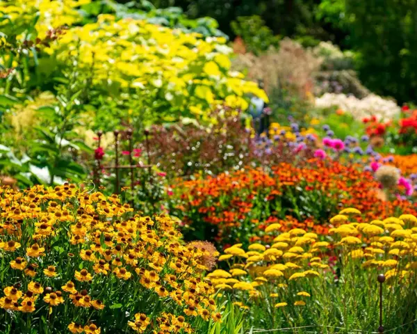 En blomstrande rabatt med gula solhattar och orangea blommor. Här ser man verkligen vad betyder perenn – växter som kommer tillbaka år efter år.