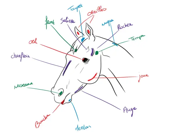 Dessin simple tête de cheval avec annotations des différentes parties : front, œil, chanfrein, naseaux, bouche, menton, joue, rocher, tempe, nuque, toupet, oreilles.