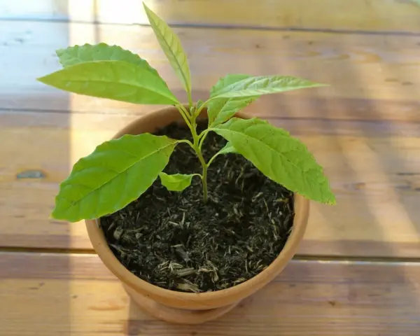 Jeune plant d'avocat tropical en pot, ses feuilles vertes brillent sous le soleil sur une table en bois.