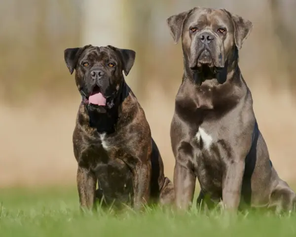 Dwa psy rasy Cane Corso siedzą na trawie. Ich usposobienie jest spokojne i czujne, gotowe do obrony.