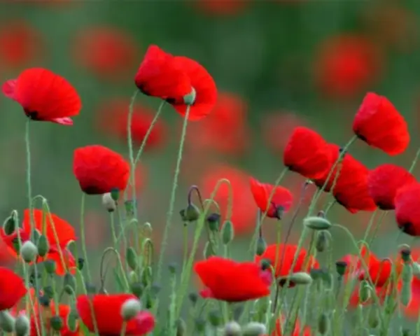 Campo de amapolas rojas vibrantes. La amapola, con su significado espiritual de renacimiento y esperanza, florece en un mar escarlata.