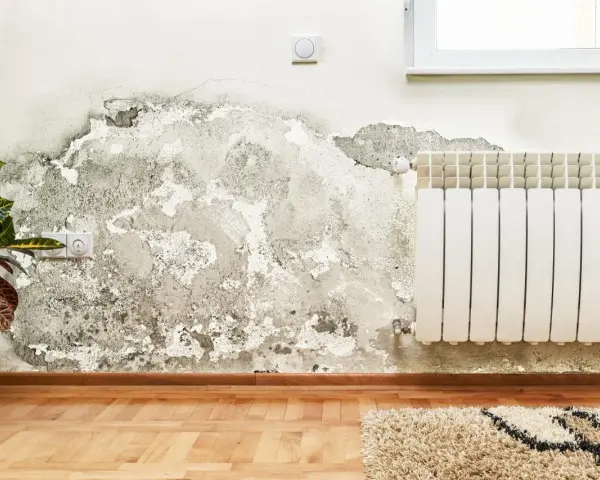 Détérioration d'un mur intérieur due à l'humidité, avec des traces de moisissure et de peinture écaillée. Une plante verte et un radiateur sont visibles.