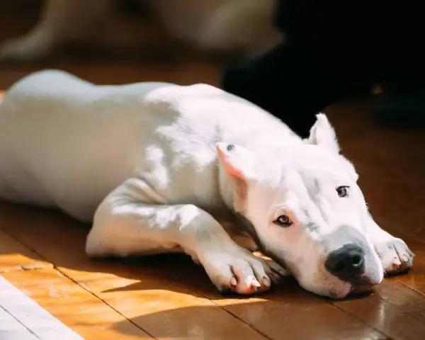 Chien blanc au regard triste, allongé sur un parquet. Il semble souffrir de gastro.