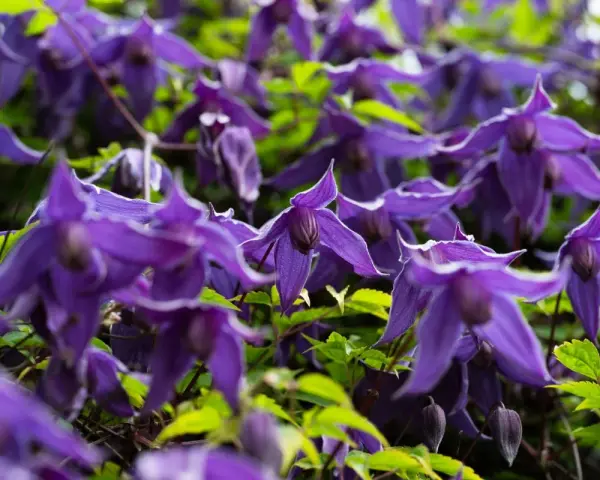 Nahaufnahme von violetten Clematisblüten, die auf einen Rückschnitt warten.