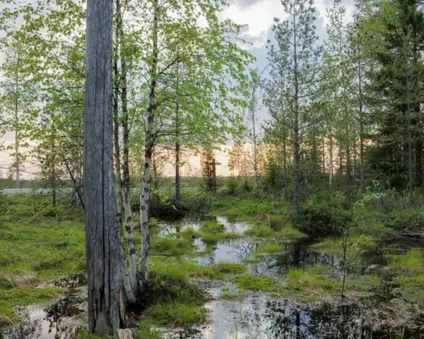 Lustrzanka cyfrowa: Jak wybrać idealny aparat do fotografii?