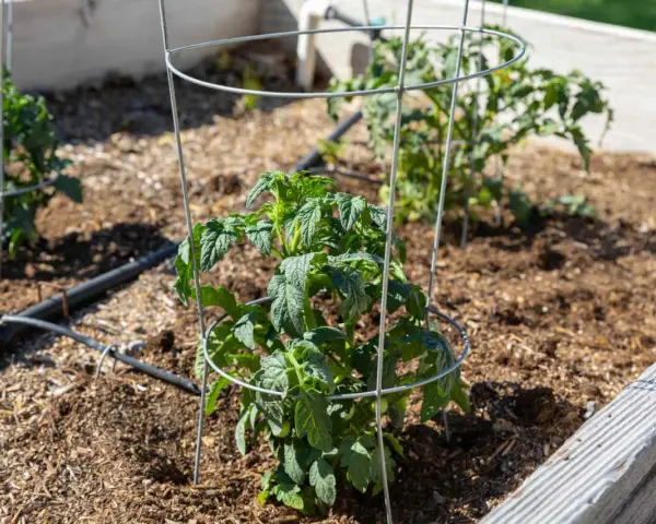 Learn how to use tomato cages to support young tomato plants in a raised garden bed. The cages provide structure as the plants grow.