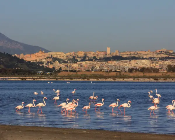 Fenicotteri rosa in uno stagno con Cagliari sullo sfondo.