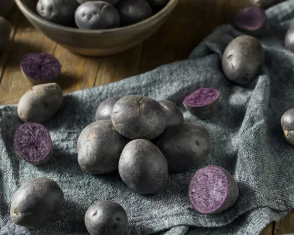 Ein Haufen blauer Schwede Kartoffeln, einige ganz, andere halbiert, liegen auf einem grauen Tuch.