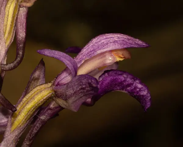 Detalle de una flor de virgo morada y amarilla, con pétalos delicados y texturizados, sobre un fondo oscuro.