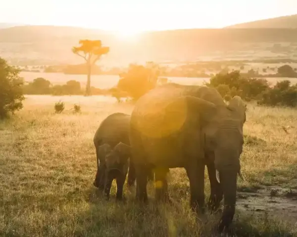 Słoń z młodym na tle zachodzącego słońca w Tanzanii. Ceny safari mogą być różne, ale widok jest bezcenny.