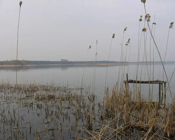 Spokojne jezioro Wierzbiczańskie otoczone trzcinami i lasem. Na pierwszym planie widoczny stary pomost.