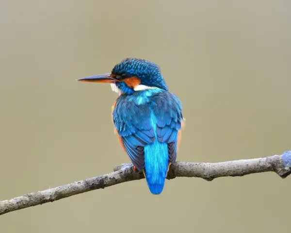 Un vibrante pájaro azul, un martín pescador, descansa en una rama en España. Sus plumas brillan con tonos de azul y naranja.