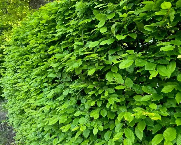 Gęsty, zielony żywopłot z grabu tworzy naturalną barierę, skrywając tajemnice ogrodu.