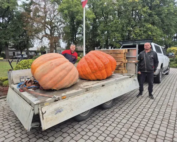 Dwóch mężczyzn pozuje obok dwóch gigantycznych dyń olbrzymich na przyczepie.