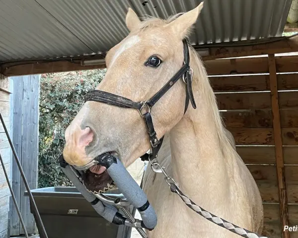 Un cheval à la robe claire, en plein examen dentaire. La question "dentiste cheval tous les combien" est essentielle pour son bien-être.