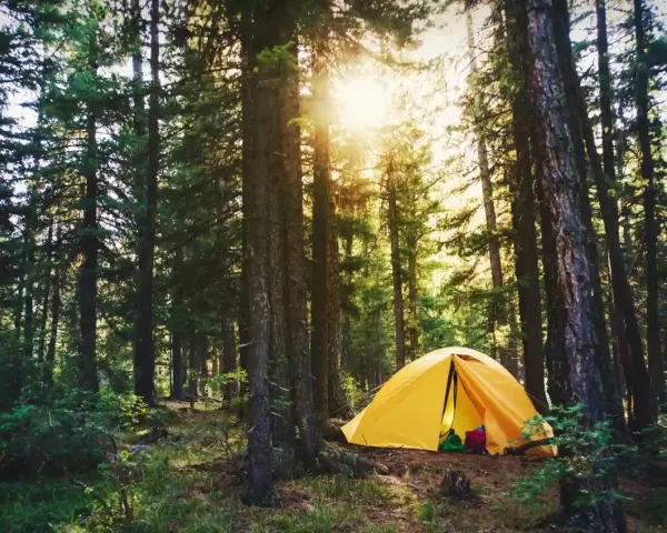 Gelbes Zelt im Wald, ein idyllischer Ort, der aber auch eine Strafe für Wildcampen bedeuten kann.