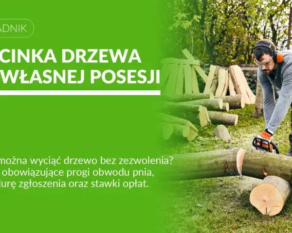 Mężczyzna z piłą łańcuchową ścina drzewo. Dowiedz się, jakie drzewa można wyciąć bez zezwolenia na własnej posesji.