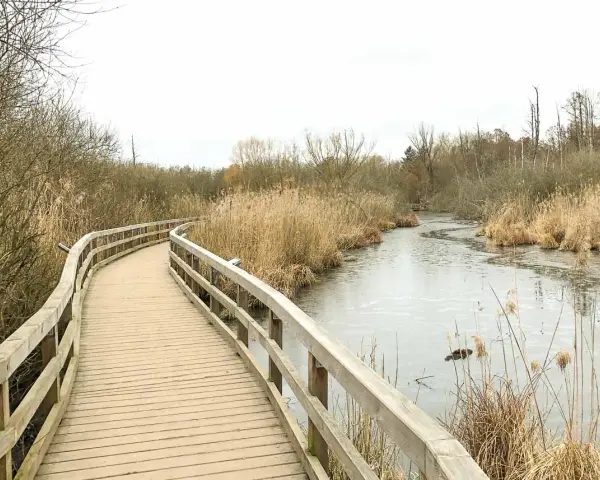 Holzsteg führt durch Schilf am gefrorenen Fluss. Perfekt für eine ruhige Wanderung in Berlin.
