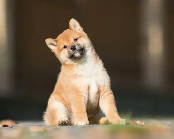 Urocze szczenię rasy shiba inu z hodowli, z zaciekawieniem przechyla główkę.