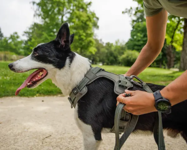 Un chien noir et blanc, la langue pendante, porte un harnais vert olive. Une personne ajuste la laisse. Quel harnais pour chien est parfait pour cette promenade !