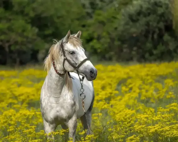 Cheval blanc dans un champ de fleurs jaunes, peut-être souffrant d'anémie.