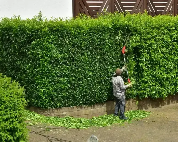 Mężczyzna przycina żywopłot z laurowiśni odmiany. Ścinane gałązki opadają na ziemię.