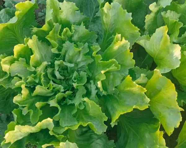 Lattughe fresche e rigogliose in un orto invernale, con foglie verdi e ondulate che catturano la luce.