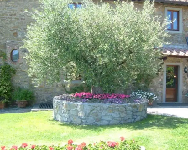 Un maestoso ulivo domina un giardino moderno, circondato da aiuole fiorite e un muretto in pietra.