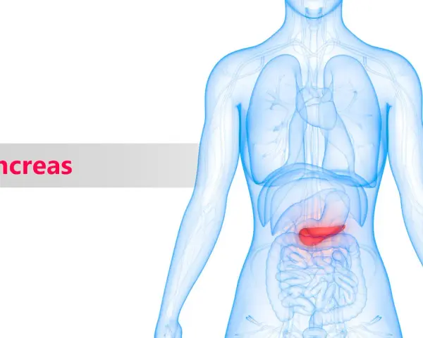 Illustrazione anatomica del corpo umano con il pancreas evidenziato in rosso. Scopri le importanti pancreas funzioni.