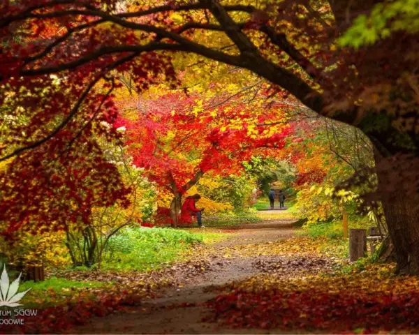 Arboretum Rogów: Co Zobaczyć? Atrakcje, Bilety, Sezonowe Cuda