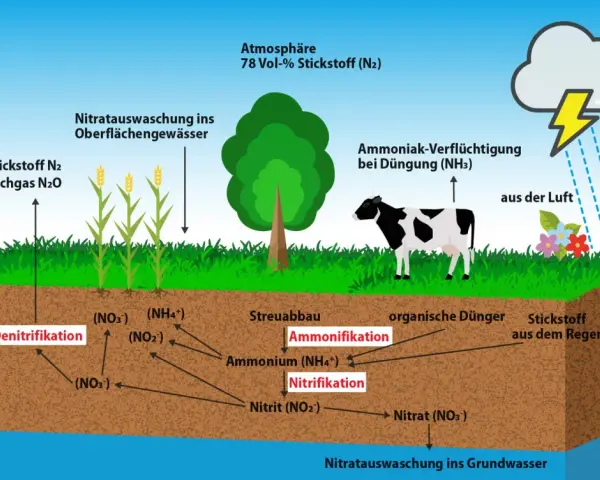 Schema des Stickstoffkreislaufs: Atmosphäre, Pflanzen, Kuh, Boden mit Prozessen wie Nitrifikation und Denitrifikation, sowie Auswaschung ins Grundwasser.