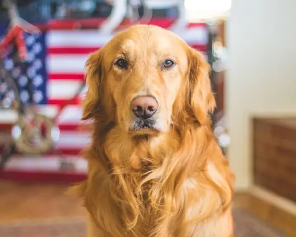 Golden retriever pies czy suka - jakie różnice mają obie płcie?
