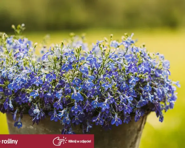 Kaskada drobnych, niebieskich kwiatów lobelii w donicy. Czy lobelia jest wieloletnia? Ta piękna roślina ozdobi Twój ogród.